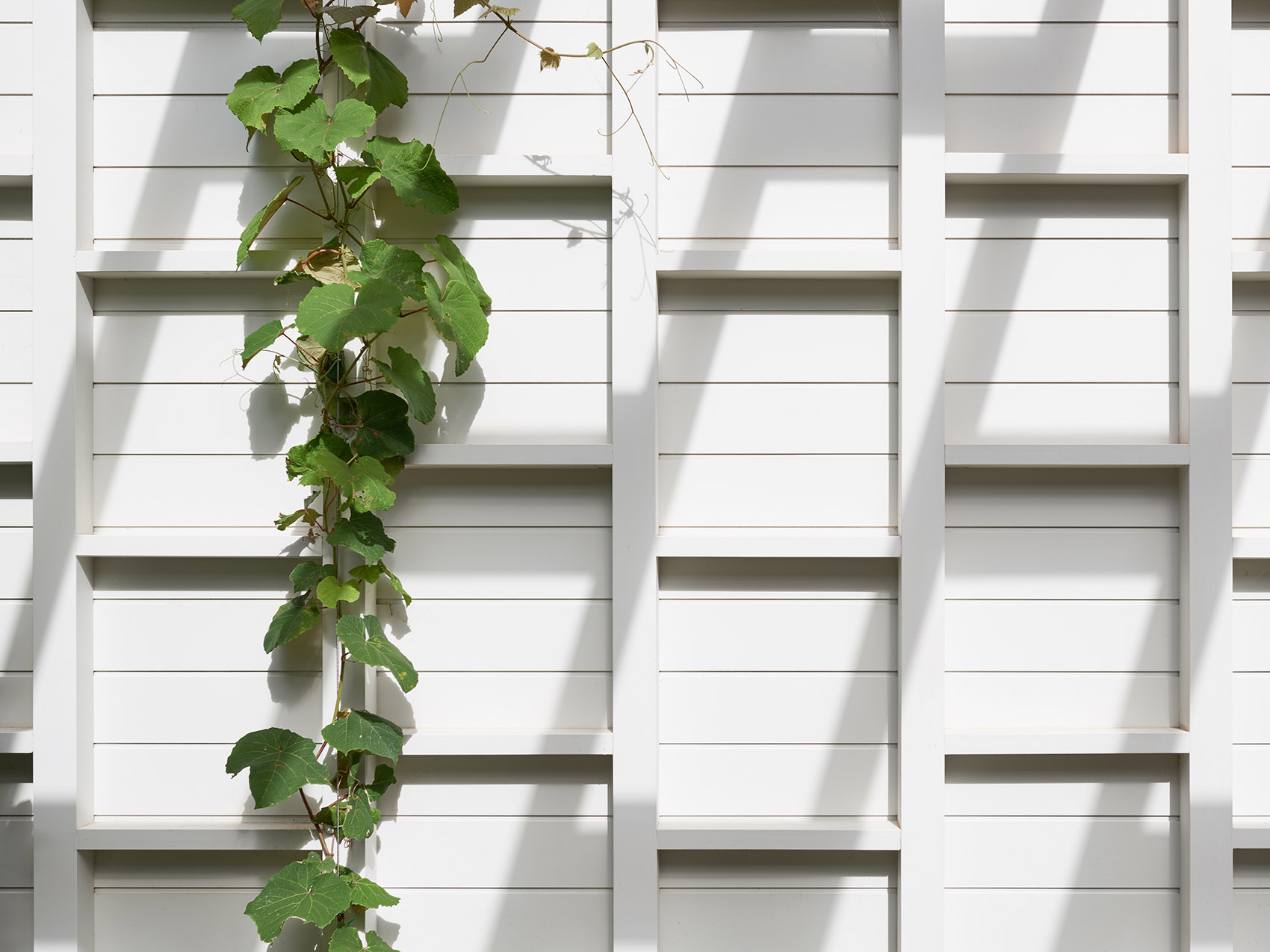 马尔文东4号住宅改造,墨尔本 / Pleysier Perkins Architects-29