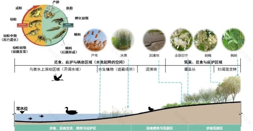 磁县溢泉湖环湖生态绿廊 | 打造自然与人文共生的滨水景观-93