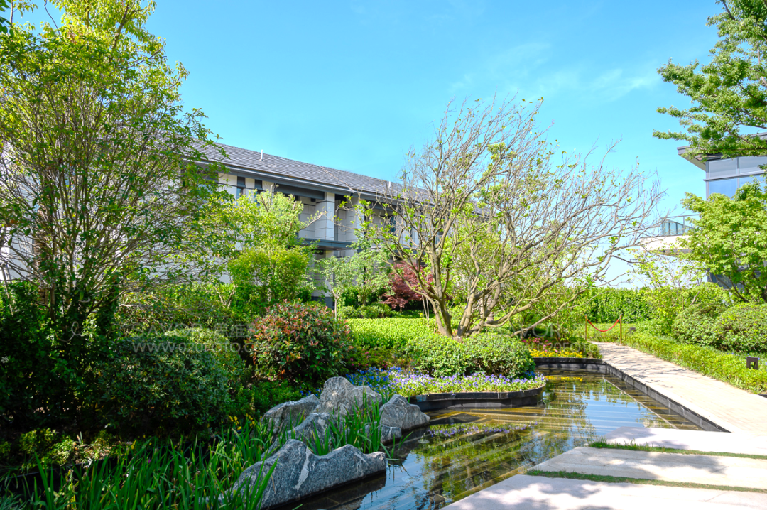 苏州鲁能泰山九号-94