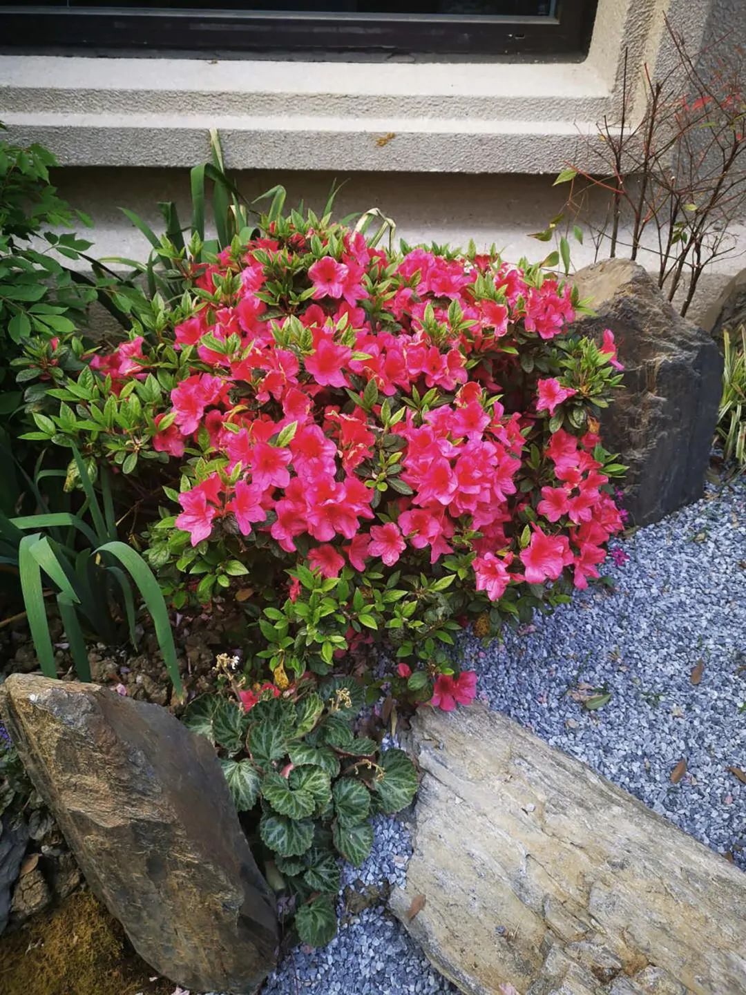 禅意花园里植物的那些事-30