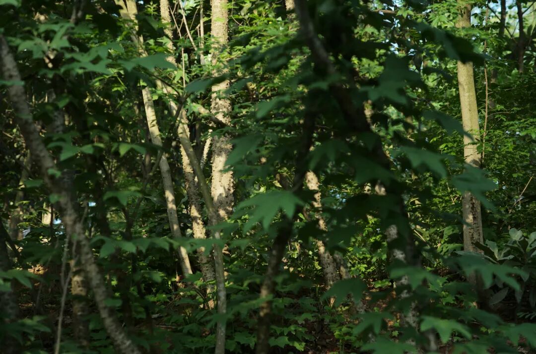 城市掌心的生态山野——麓野公园-287