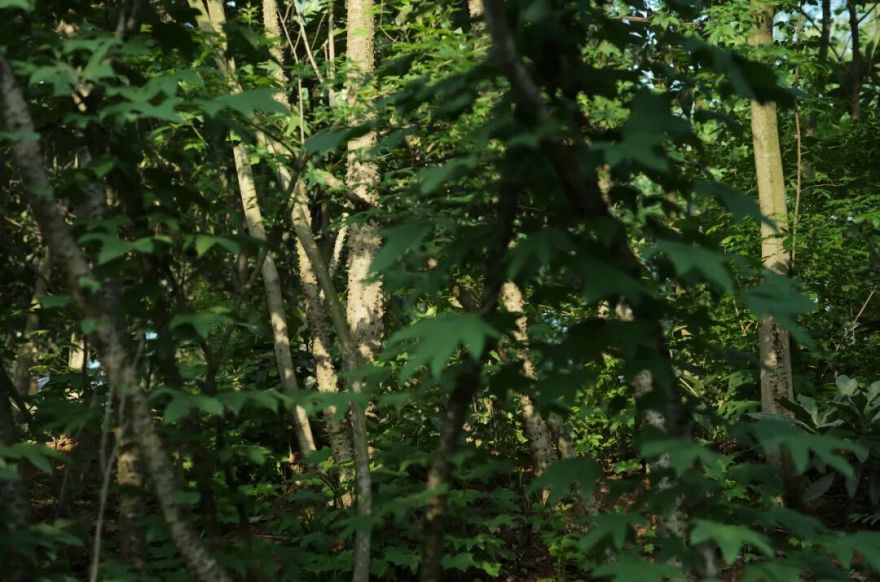 城市掌心的生态山野——麓野公园-287