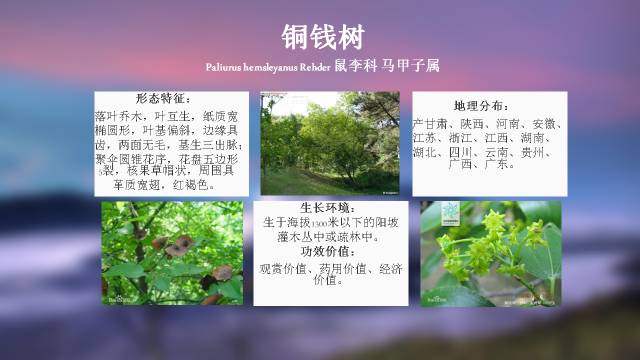 秋凌景观陪伴你学习的第3128天-14