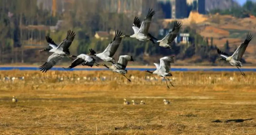 讲述 | 守护在“高原明珠”的绿色工匠-20