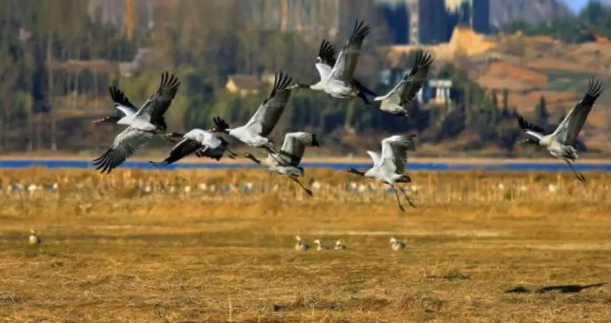 讲述 | 守护在“高原明珠”的绿色工匠-20