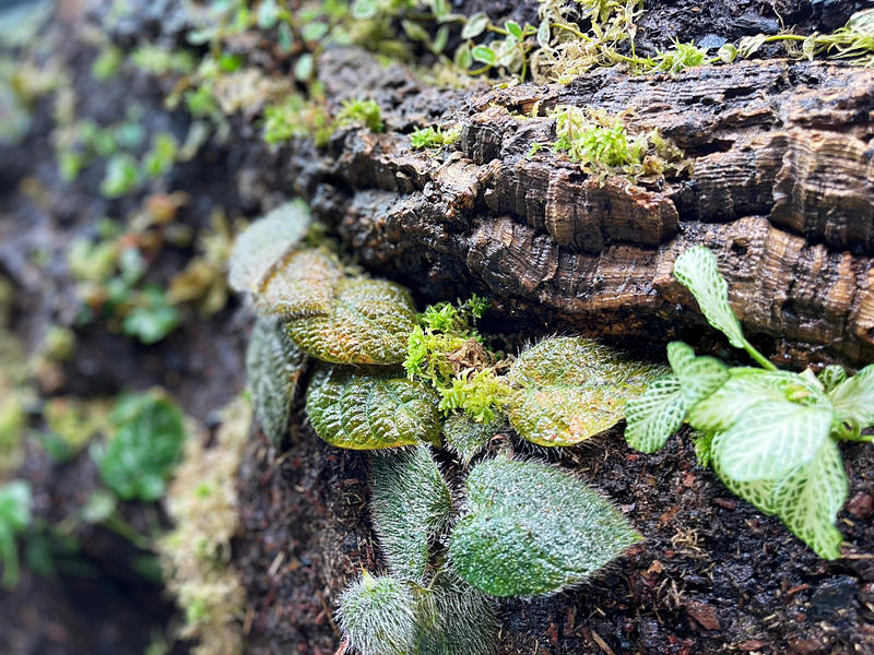 “Литораль”（“海岸带”）水族箱水陆箱丨俄罗斯丨Аква Лого Инжиниринг-40