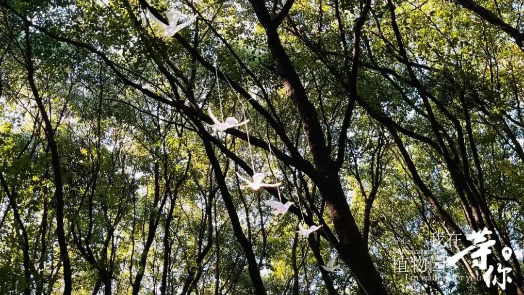 助力长三角生态绿色一体化发展|华建集团现代院原创设计嘉兴中央公园（嘉兴植物园）改造提升项目-37