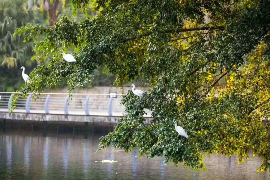 他在20楼挖池塘、造园子,把家改成空中花园,只花3000元-19