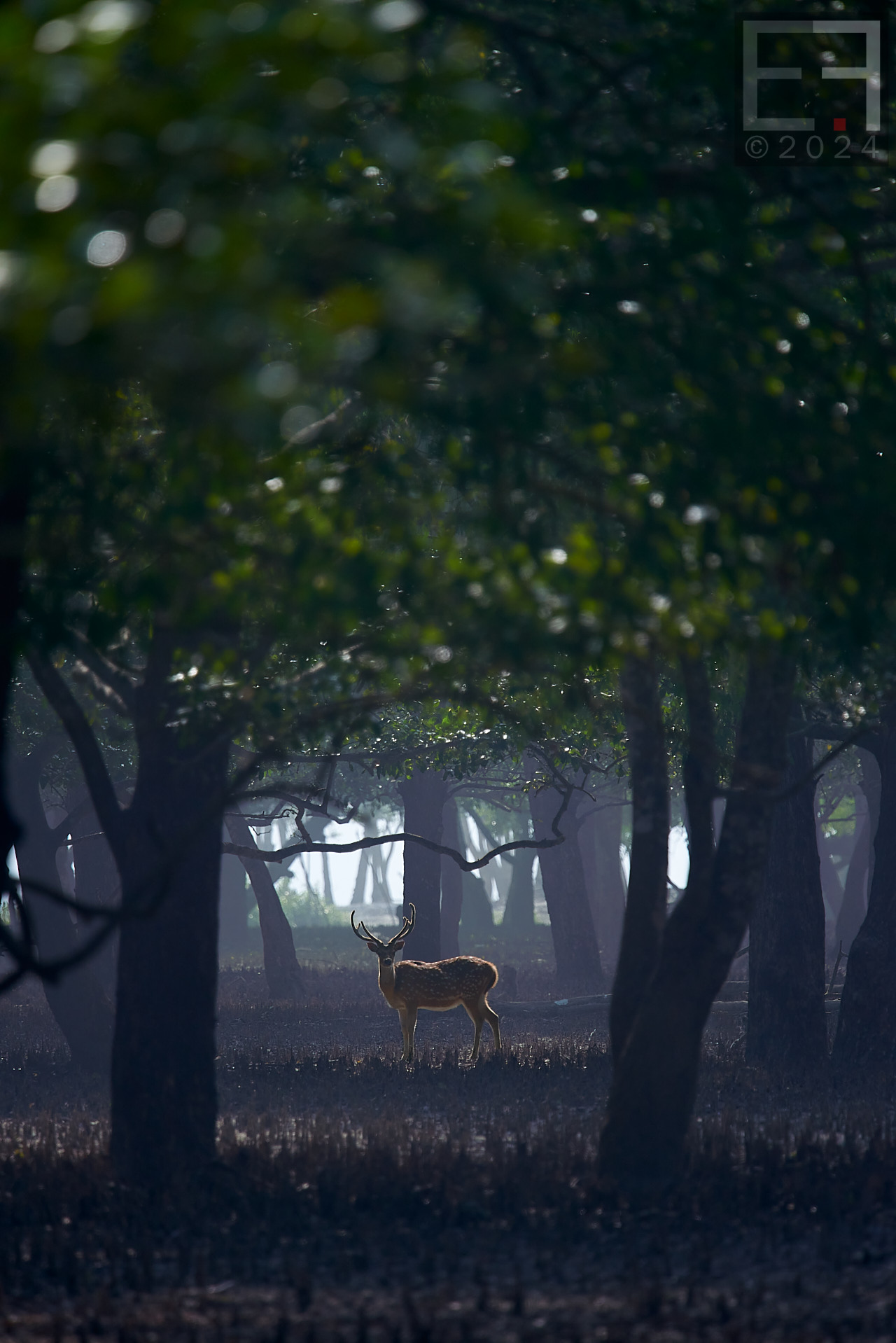 孟加拉国孙德尔本斯红树林保护与开发-11