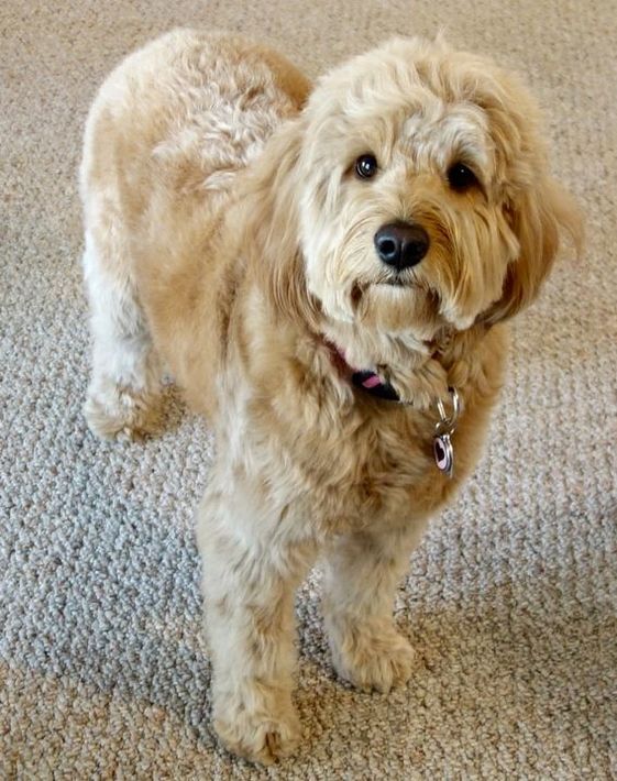 鹰景大道重新设计-15