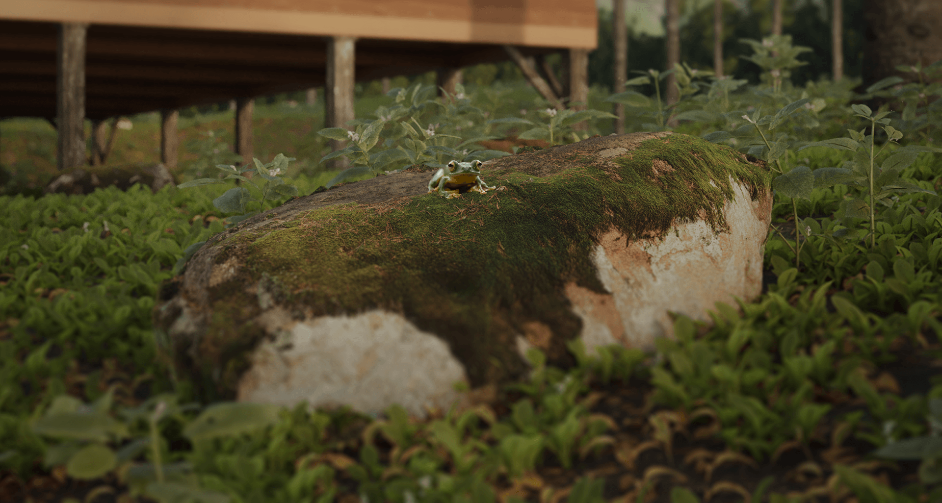 巴西陆地 大西洋森林丨巴西丨Fábio Claudino-10