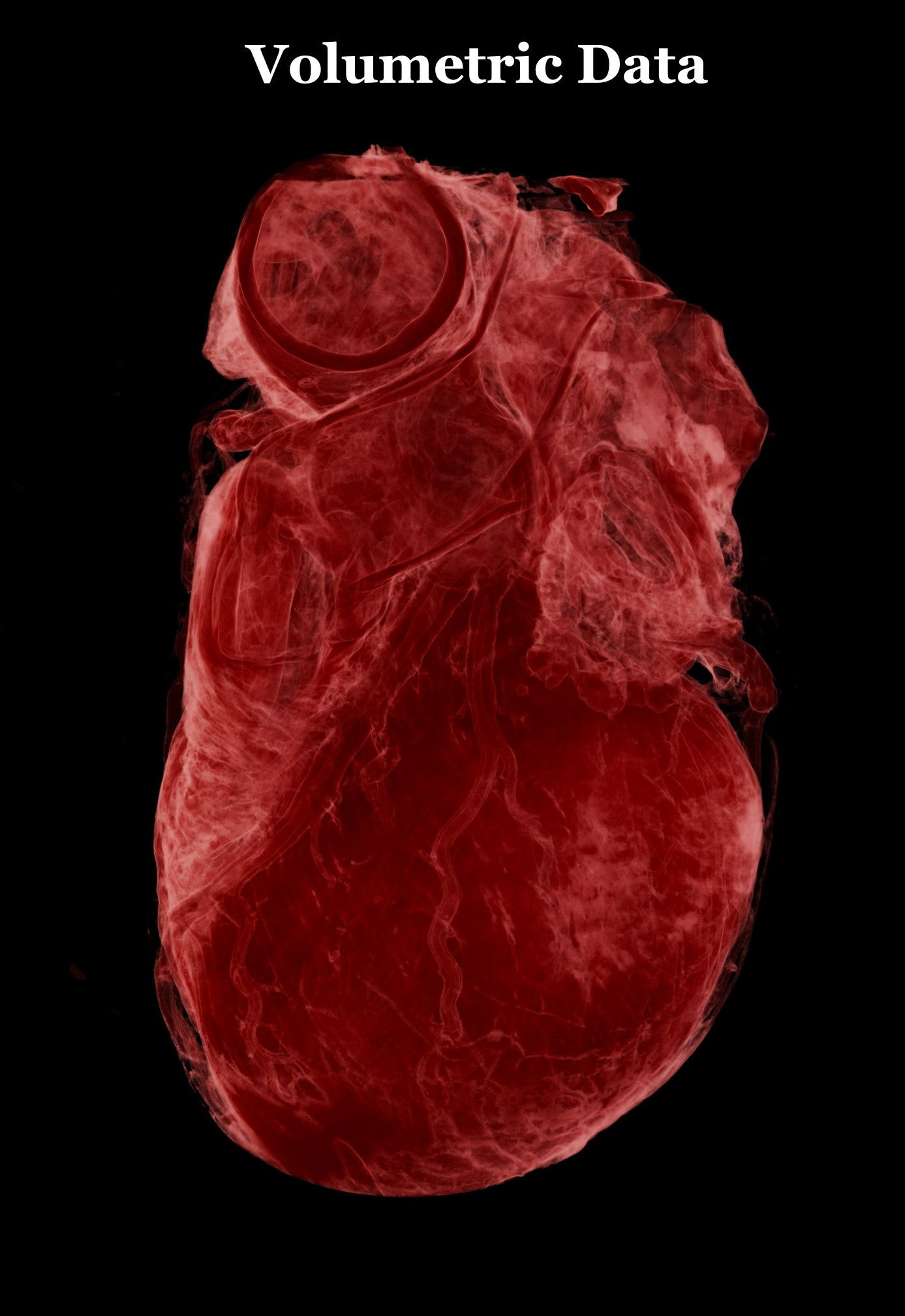 风格化生物学-30