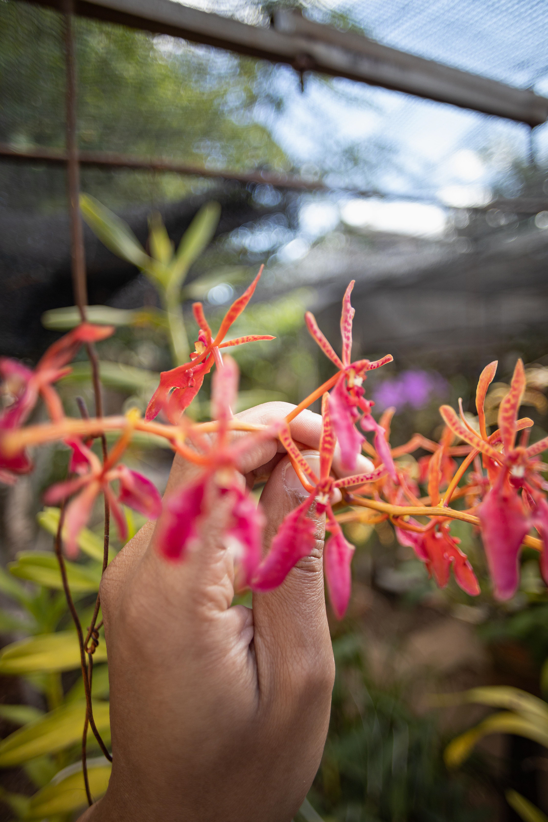 室内植物设计-48