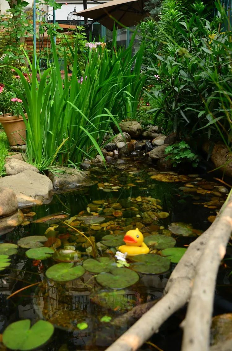 90后夫妻用4年时间，在魔都造了60平米花园，遛狗逗猫，好不惬意~-93