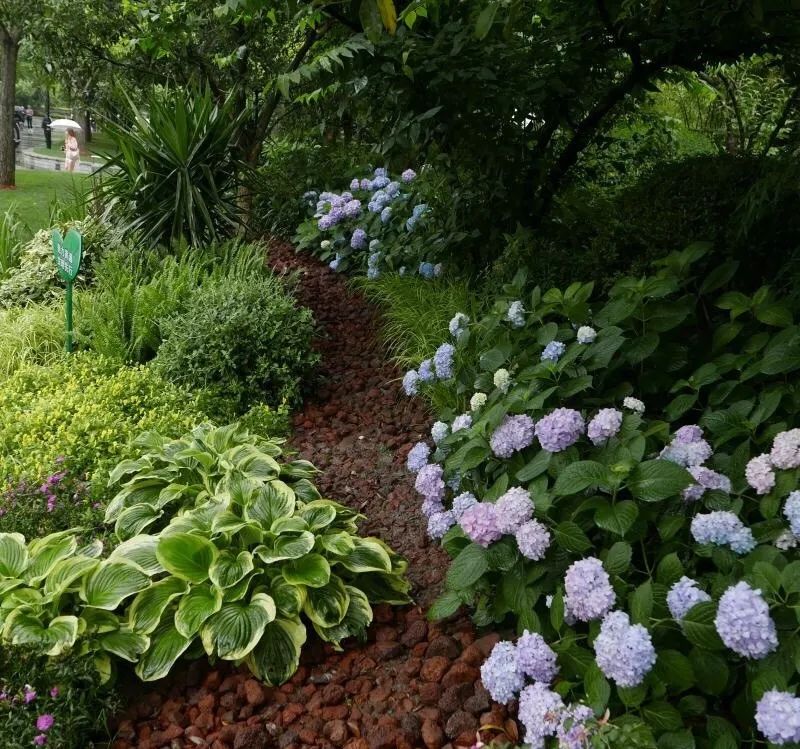 花园植物养护篇·绣球-104