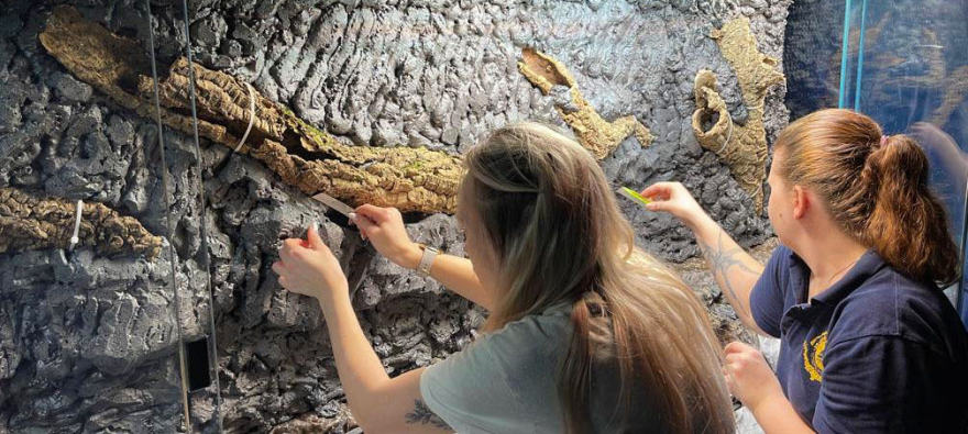 “Литораль”(“海岸带”)水族箱水陆箱丨俄罗斯丨Аква Лого Инжиниринг-28