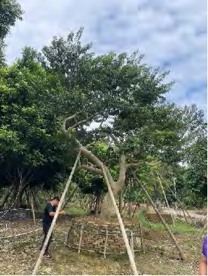 广州中海·左岸澜庭园区丨中国广州丨成都赛肯思创享生活景观设计股份有限公司-67