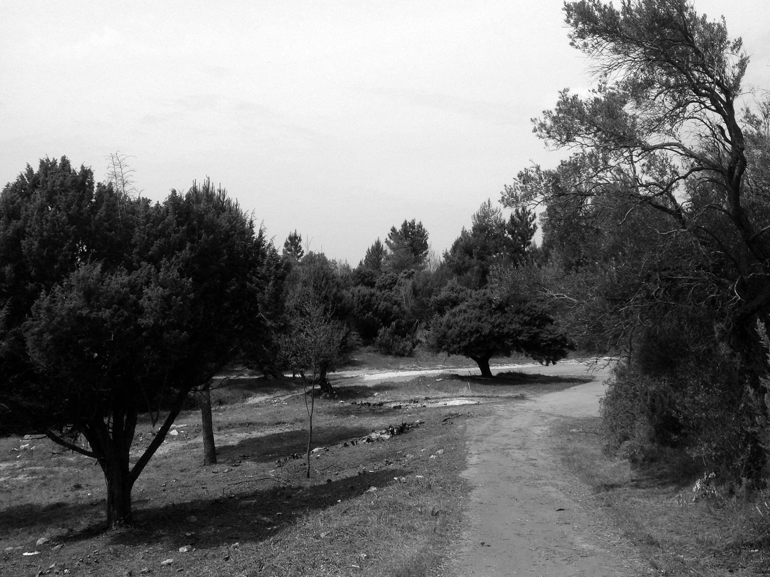 HOUSE AMONG THE TREES sobaplus architects-1