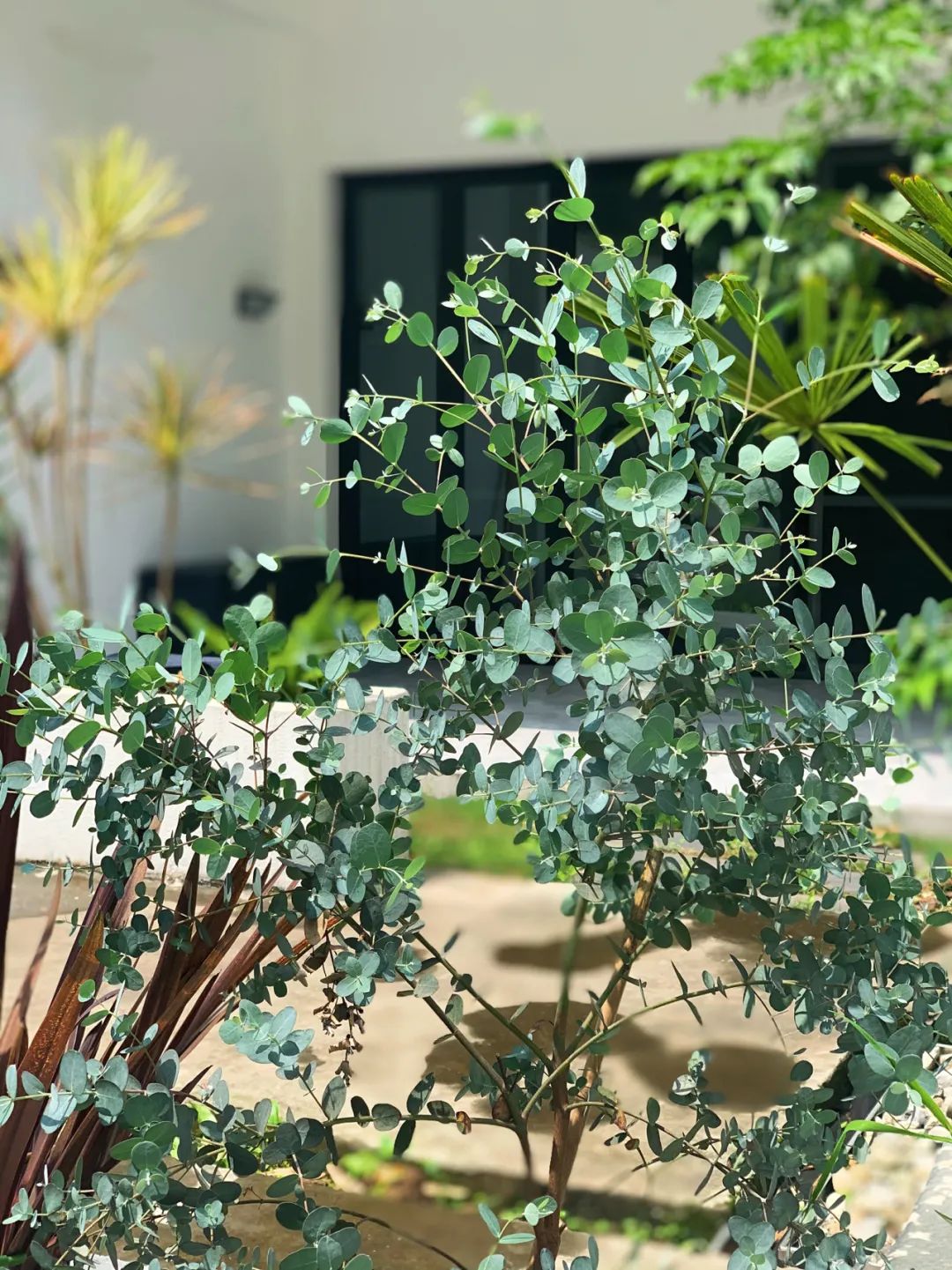 一个没有花的花园，全是绿植的高颜值花园改造，太美了-42