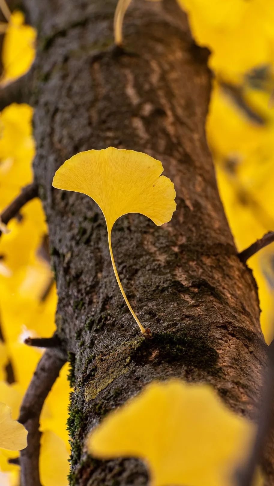 1000㎡东方雅院丨中国河源丨希遇设计-31