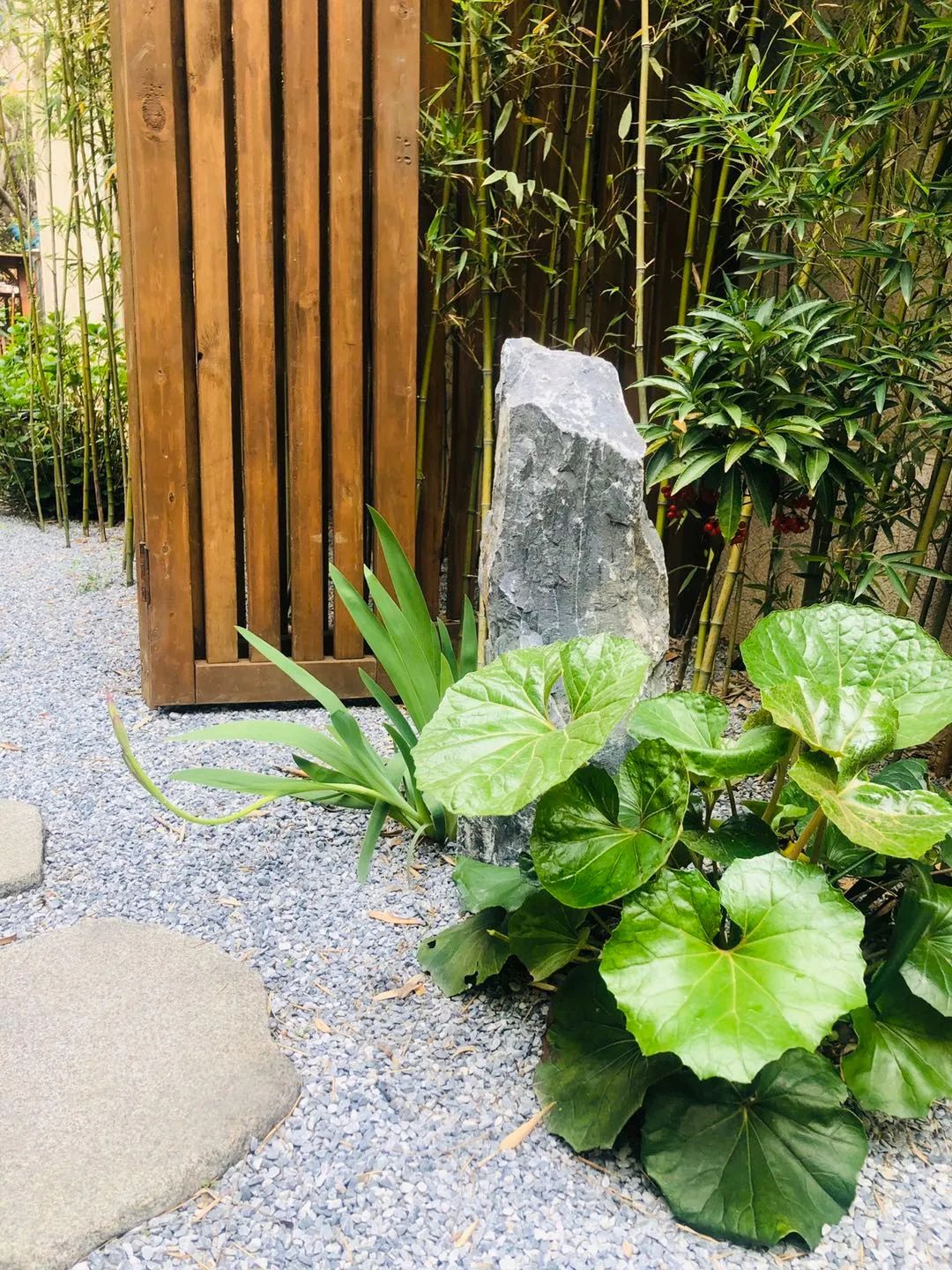 禅意花园里植物的那些事-167