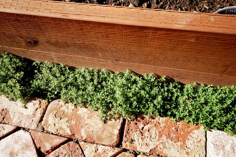 加利福尼亚住宅后院花园及步道改造项目丨美国加利福尼亚-6