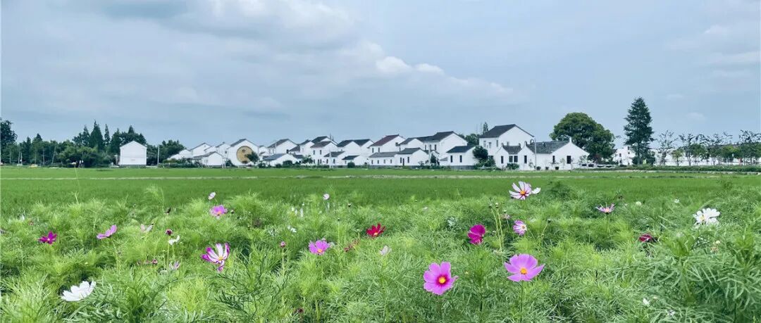 境作|恋“练”春光，“宝藏”踏青地：青浦徐练村，有多好逛？-178