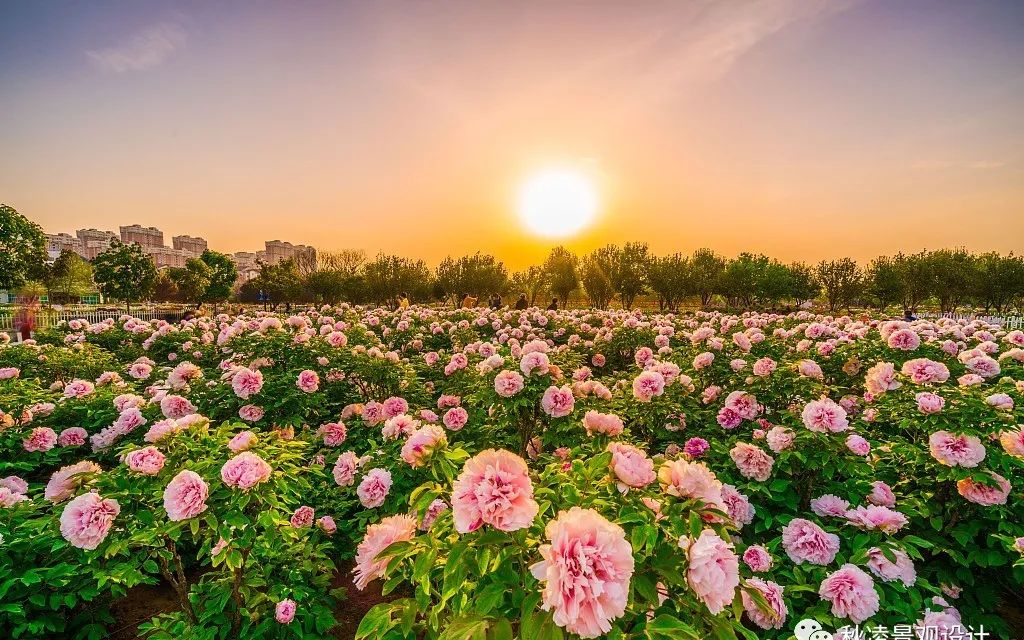 园林文化——寓意解析 | 四君子、花王与雪中四友-179