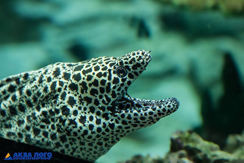 贝尔戈罗德大型海洋水族馆丨Аква Лого инжиниринг-26