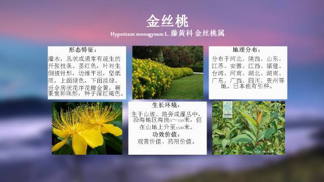 秋凌景观陪伴你学习的第3128天-36