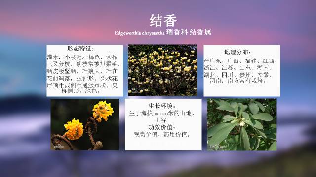 秋凌景观陪伴你学习的第3128天-33