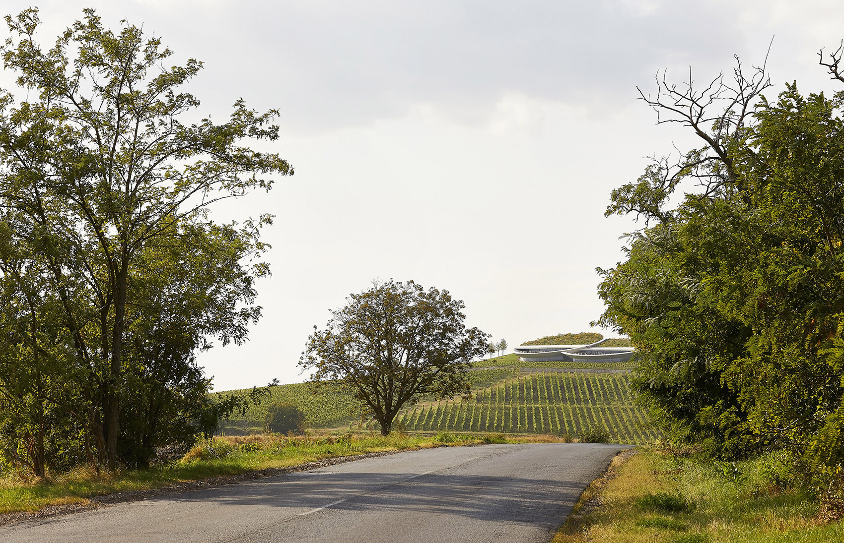Sauska Tokaj酿酒厂，匈牙利 / BORD Architectural Studio-28