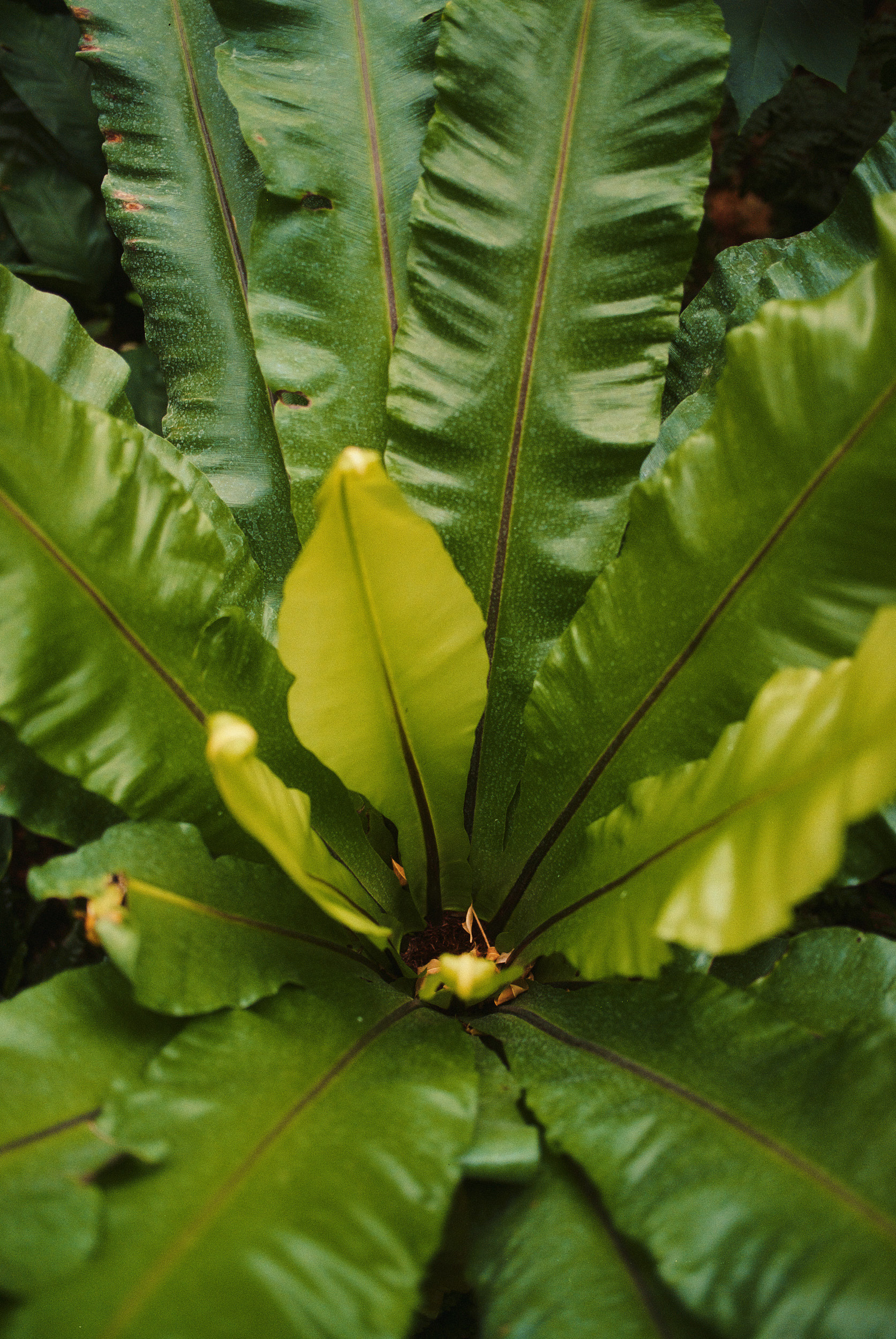 巴比肯温室丨英国伦敦-41