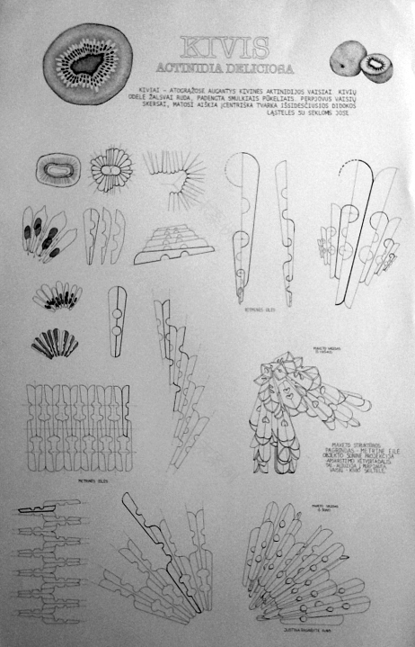 仿生分析·贾丝廷娜作品集丨justina(负责全流程)-5
