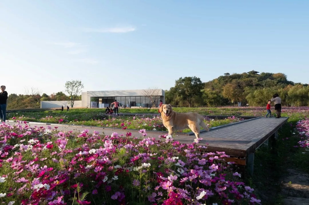 宁波奥克斯 · 繁花里示范区景观-11