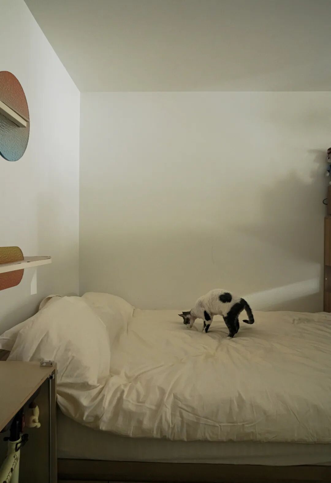 44㎡的治愈宇宙：一人四猫的共生乐园，小户型里的极致温柔-126