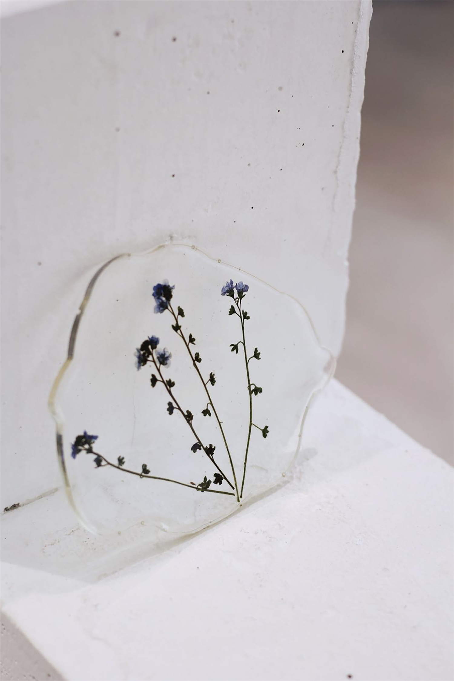 食野沙拉信阳电子产业园店丨中国信阳丨WDS-50