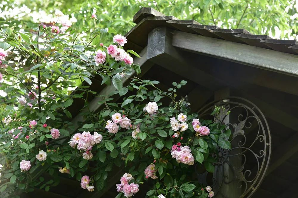 25年前的自制老花园，原来还可以这么美-16