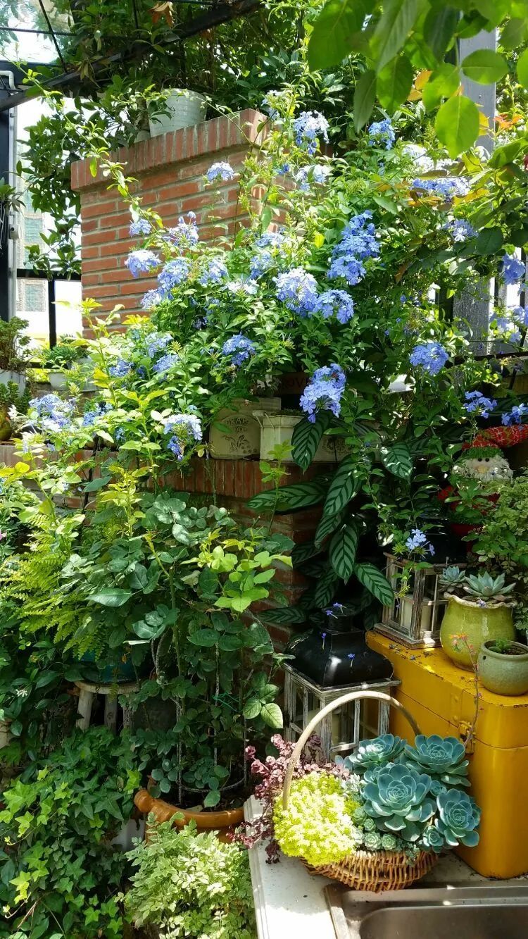 拥有一个这样的小院,人生足矣!-24