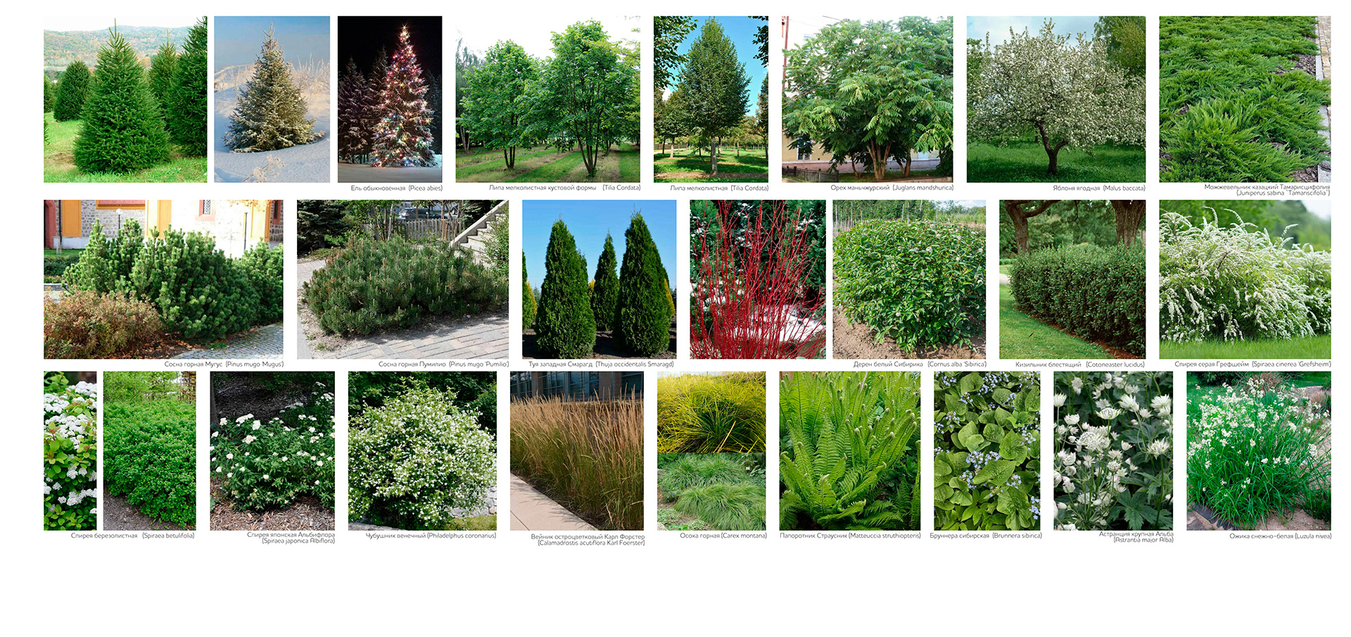 ЖК Шервуд小区环境整治丨俄罗斯巴尔瑙尔丨未明确体现-23