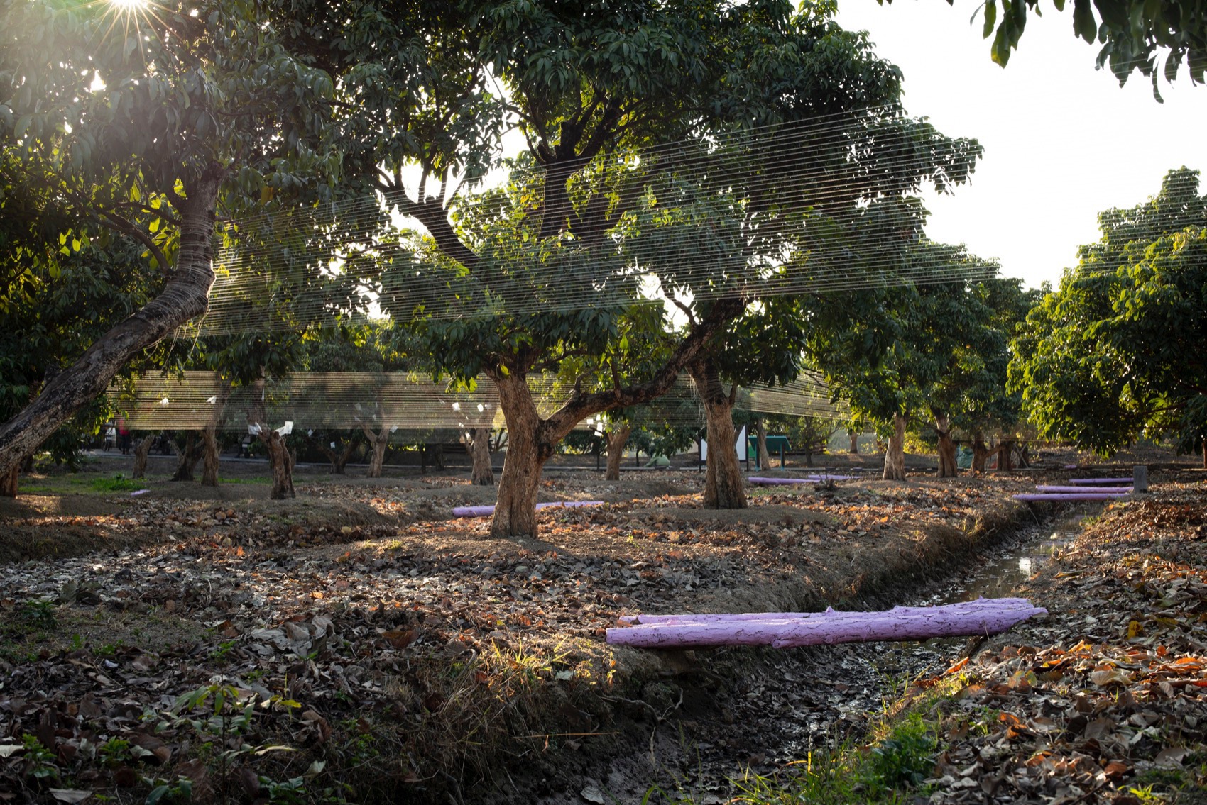 川行,CROSSING MEMORY丨中国广州丨北京林业大学 + LAIBA STUDIO-57