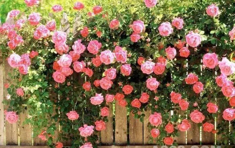 张萍老师蔷薇之舞,艺术家的诗意生活-0