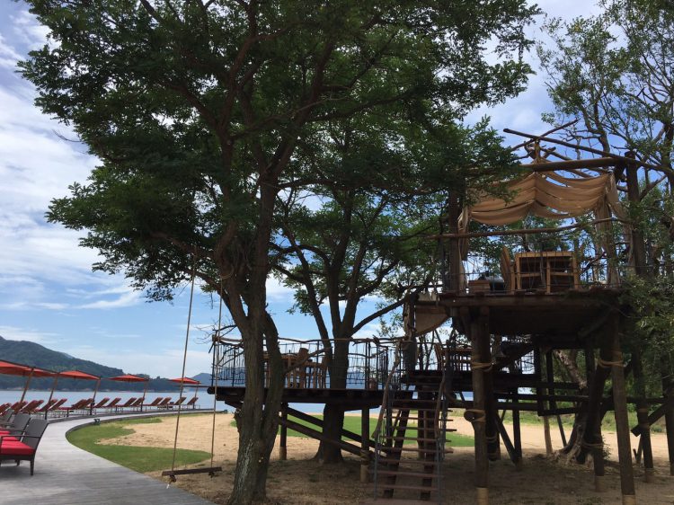 Tree terrace on uninhabited island-7