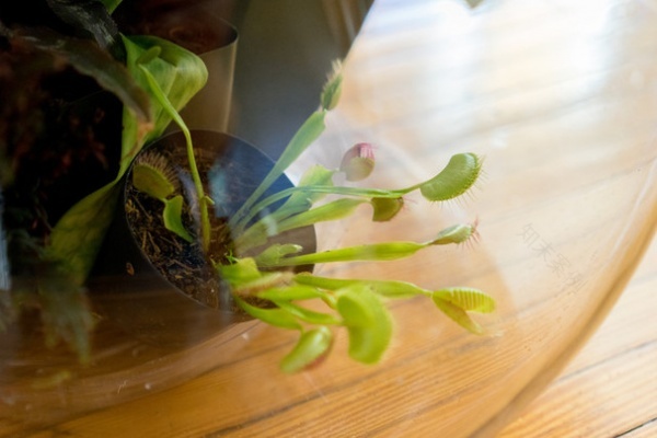 Houzz DIY: Halloween Terrarium - Decor Ideas-18