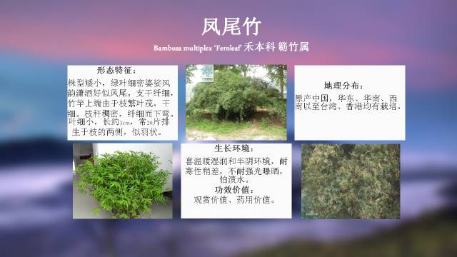 秋凌景观陪伴你学习的第3128天-92