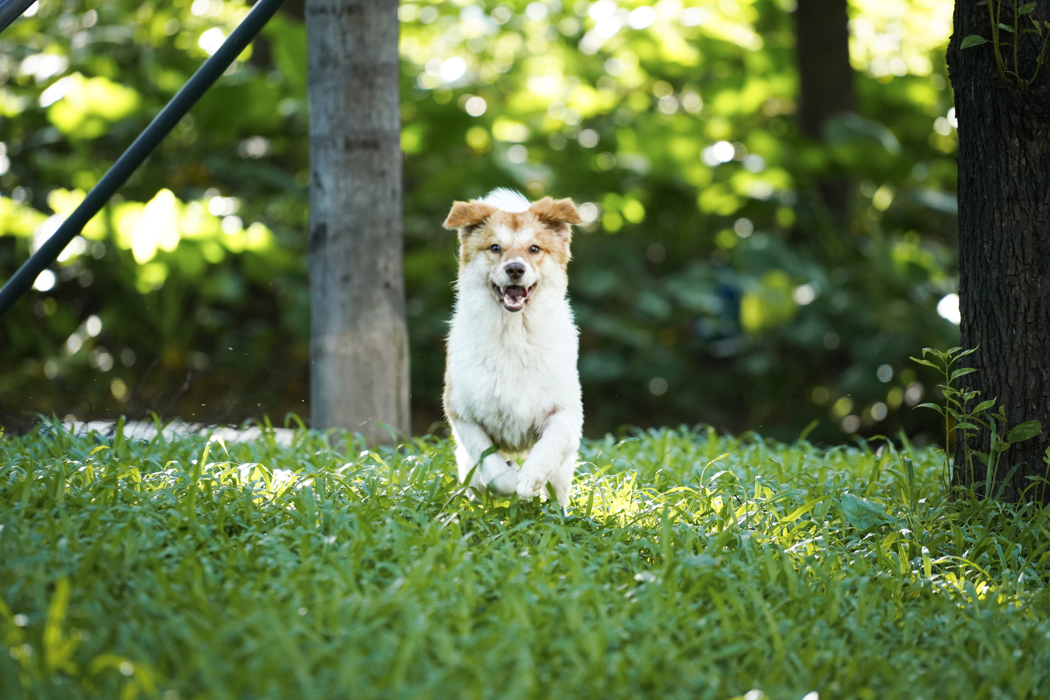 深圳市罗湖泥岗东路宠物友好口袋公园丨中国深圳丨深圳市未名设计顾问有限公司罗湖分公司（WMLA）-9