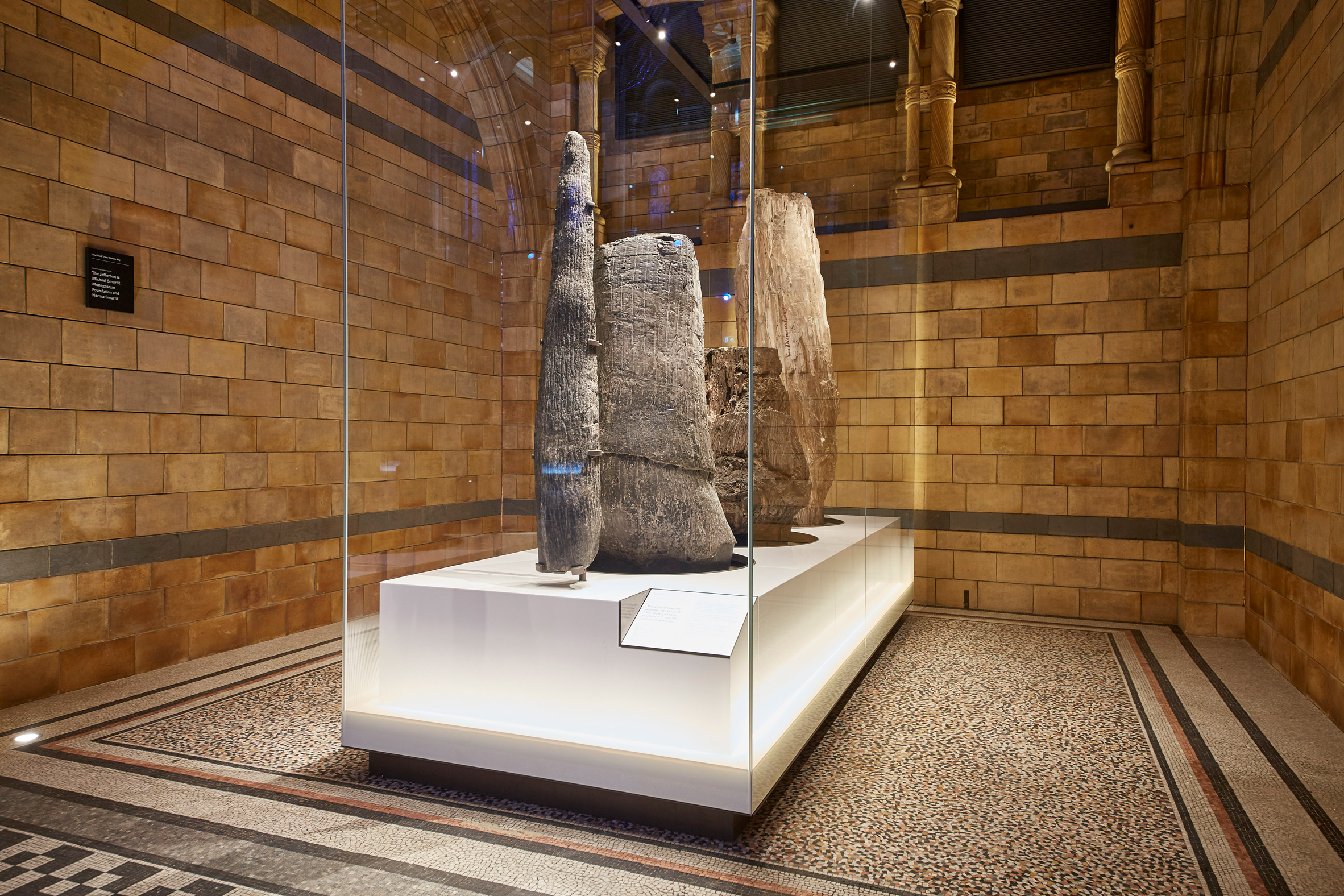 伦敦自然历史博物馆翻新升级,鲸鱼骨架成新焦点-22