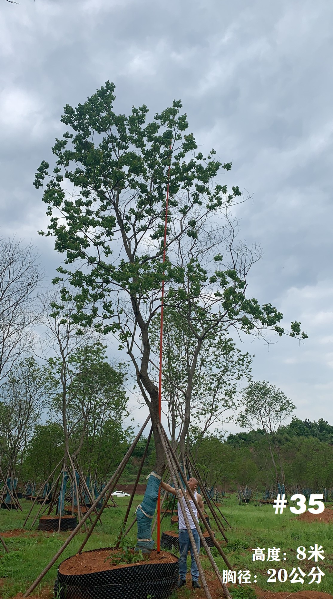 湖南衡阳 148 棵精品乌桕景观设计丨中国衡阳丨看见景观-42