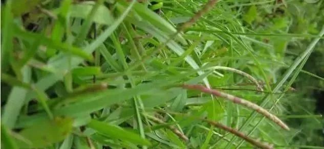 私家花园草坪种植与养护攻略-23