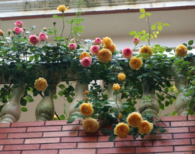 打造惊艳阳台,7 种花卉让空间焕发生机-52